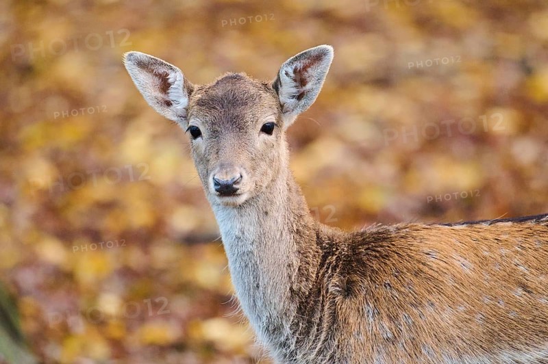 European fallow deer (Dama dama) doe, portrait, in a forest, Bavaria, Germany, Europe