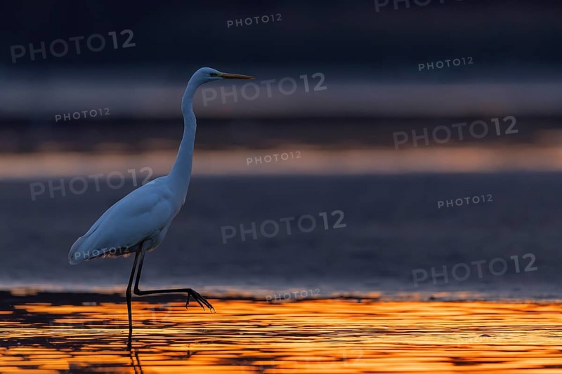 Great White Egret, (Egretta alba), walking through the sun-coloured water of a fish pond, Lusatia, Saxony