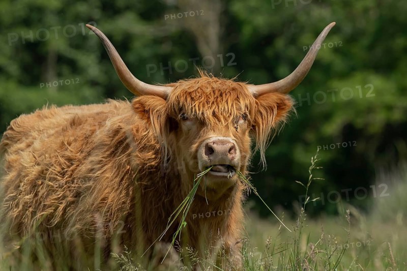 Highland cattle or cow (Bos taurus taurus) adult farm animal eating grass in a field, England, United Kingdom, Europe
