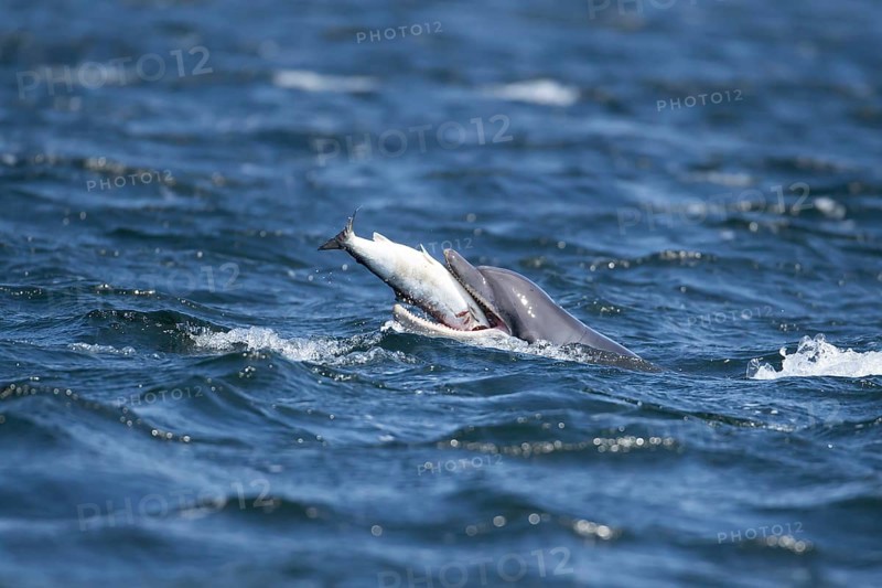 Common bottlenose dolphin (Tursiops truncatus) adult marine mammal eating a salmon fish on the surface of the sea, Scotland, United Kingdom, Europe
