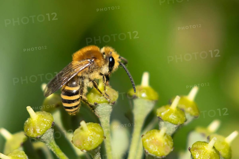 Ivy bee (Colletes hederae) adult insect feeding on an ivy plant flowers in the summer, England, United Kingdom, Europe
