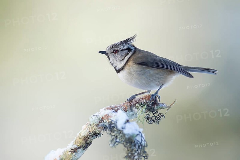 Crested tit Lophophanes cristatus adult bird on a snow covered tree branch in winter, Scotland, United Kingdom, Europe