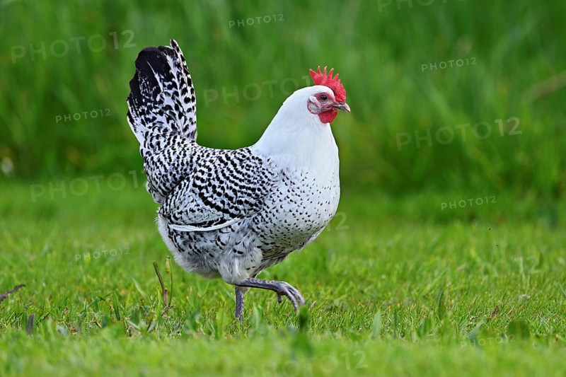 East Frisian Gull standing in a meadow, chicken breed with good utilisation characteristics, Texel, North Holland, Netherlands