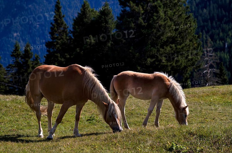 Haflinger horses with foal (Equus ferus caballus) on the pasture, mountain meadow, Vigiljoch near Lana, South Tyrol, Autonomous Province of Bolzano, Italy, Europe