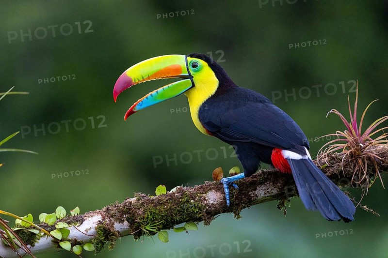 Fishing Toucan (Ramphastos sulfurantus), Toucans (Ramphastidae), Laguna del Lagarto Lodge, Alajuela, Costa Rica, Central America