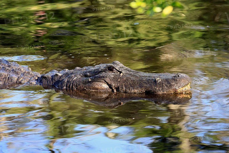 Mississippi Alligator (Alligator mississippiensis), pike alligator, adult, portrait, in water, Florida, USA, North America