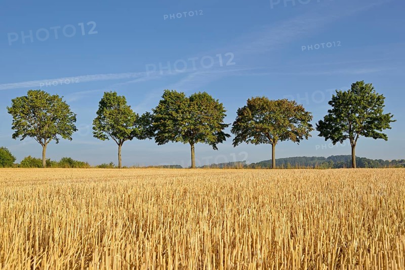 Row of trees, maple (Acer) on a stubble field, blue sky, North Rhine-Westphalia, Germany, Europe