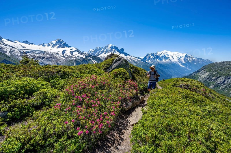 Mountaineer on hiking trail between alpine roses, mountain panorama with glaciated mountain peaks, Aiguille Verte with Aiguille du Midi and Mont Blanc, hike to Aiguillette des Posettes, Chamonix, Haute-Savoie, France, Europe