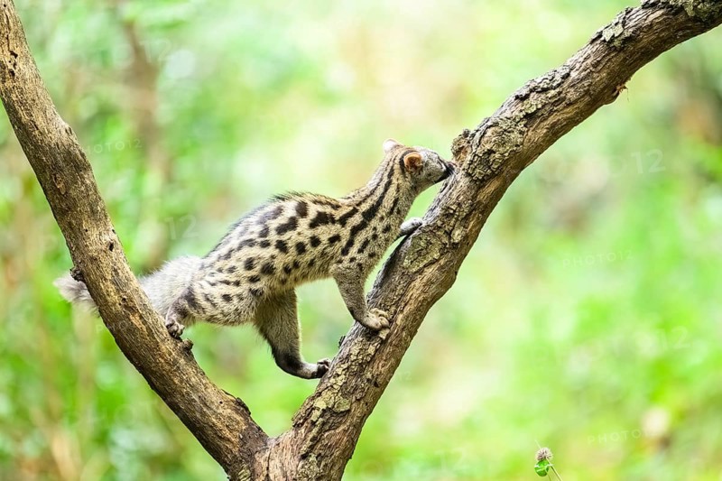 Common genet (Genetta genetta), climbing on a tree wildlife in a forest, Montseny National Park, Catalonia, Spain, Europe