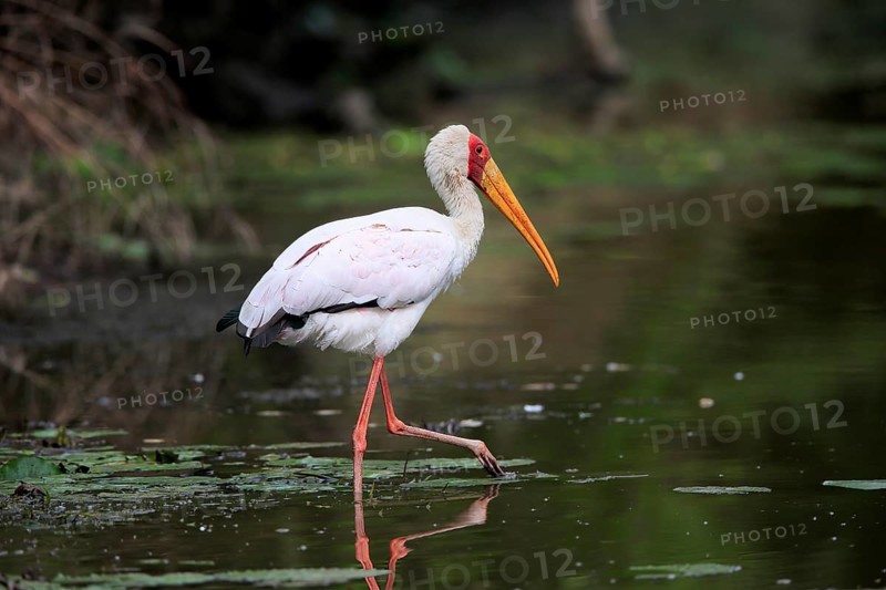 Glutton (Mycteria ibis), adult, in the water, foraging, Kruger National Park, Kruger National Park, Kruger National Park South Africa