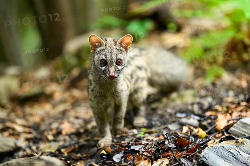 Common genet (Genetta genetta), cub wildlife in a forest, Montseny National Park, Catalonia, Spain, Europe
