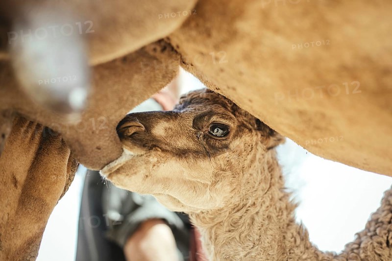 Camel calf suckling on its mother's udder on the camel farm of Sheikh Ahmed Ali Al-Mahri, camel breeder, Sarfeit, Dhofar, Oman, Asia