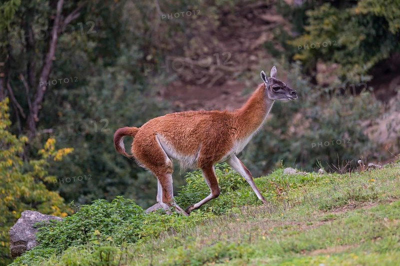 One male guanaco (Lama guanicoe) walks over steep terrain