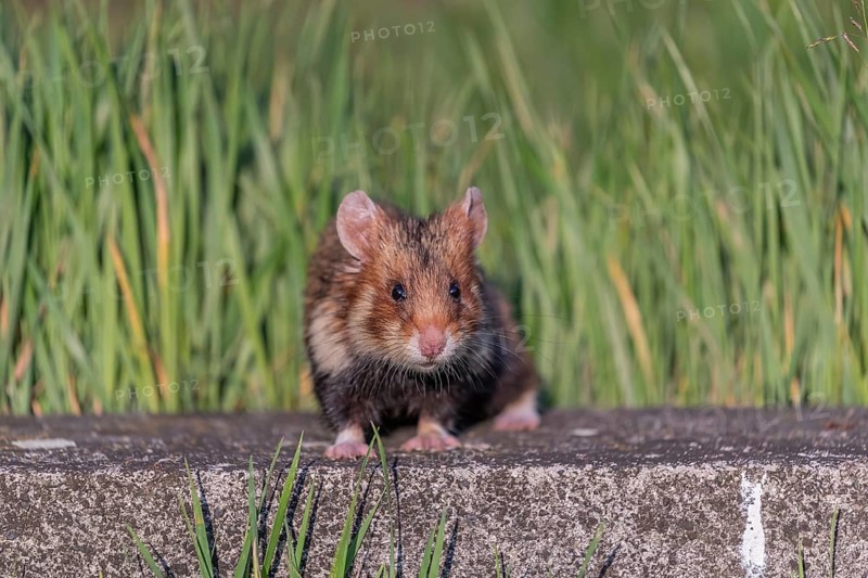 One European hamster (Cricetus cricetus), Eurasian hamster, black-bellied hamster or common hamster, sitting next to the gravestone of an old grave in sweet late light