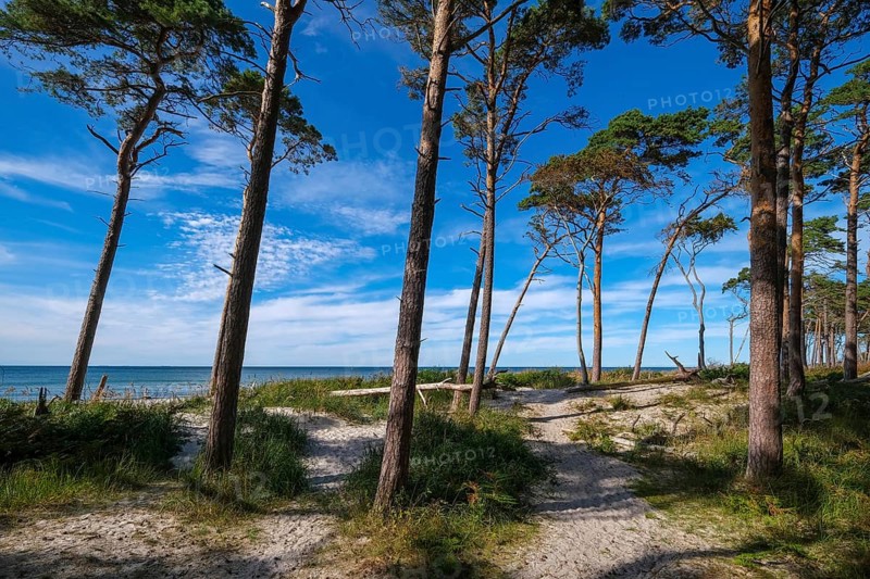 Born am Darß, Fischland-Darß-Zingst, Mecklenburg-Vorpommern, Germany, Pine forest in the dunes on the Darßer Weststrand north of Ahrenshoop. On the west coast of the Fischland-Darß-Zingst peninsula, there is a 14-kilometre stretch of sand on the western beach in the Vorpommersche Boddenlandschaft National Park. Here, romantic closeness to nature is combined with the unspoilt nature of the coastal landscape, Europe