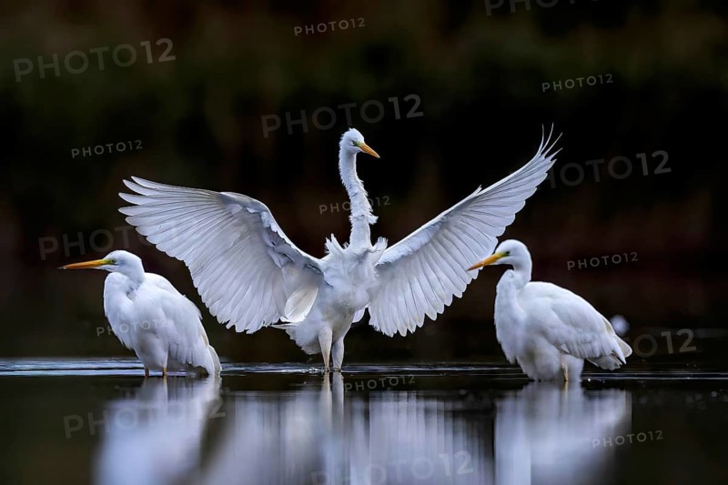 Great White Egret (Ardea alba) Winter visitor, migratory bird, streaky light, resting bird, group, foraging, lake landscape, Middle Elbe Biosphere Reserve, Saxony-Anhalt, Germany, Europe