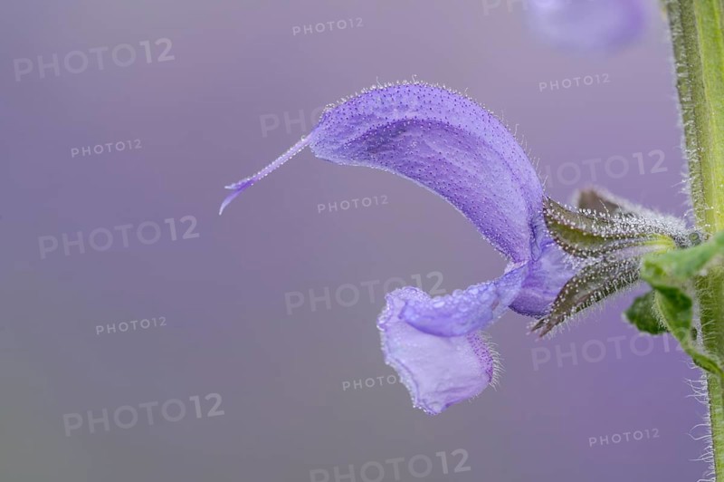 Meadow sage (Salvia pratensis), single flower, Oberhausen, Ruhr area, North Rhine-Westphalia, Germany, Europe