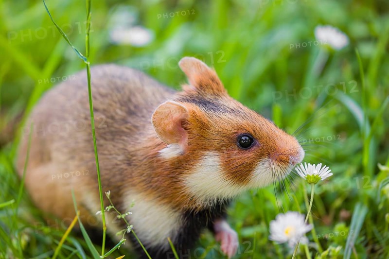 A European hamster (Cricetus cricetus), Eurasian hamster, black-bellied hamster or common hamster, collects herbs, grass and daisies on a meadow