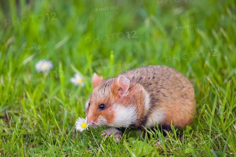 A European hamster (Cricetus cricetus), Eurasian hamster, black-bellied hamster or common hamster, collects herbs, grass and daisies on a meadow