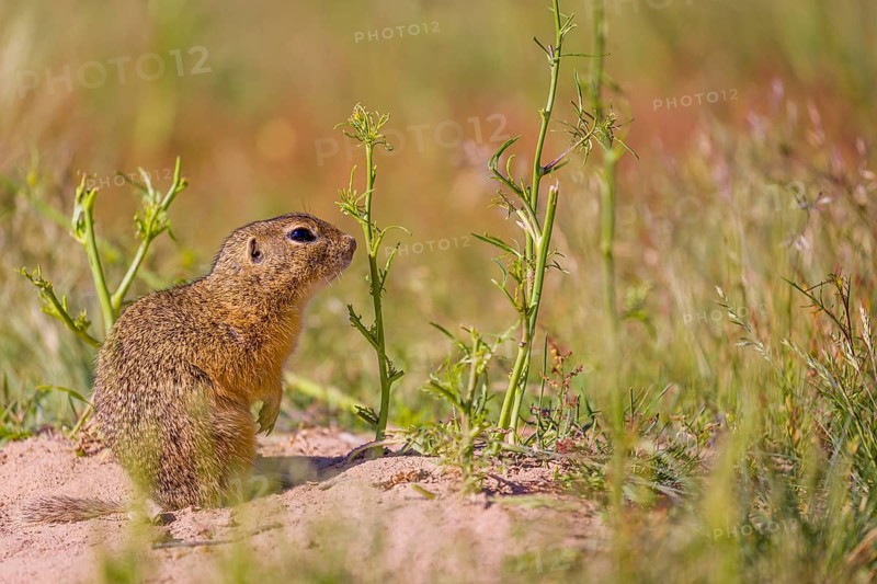 A European ground squirrels (Spermophilus citellus) or European souslik stands on sand with some green grass in the background, and eats wildflowers