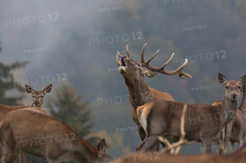 Red Deer buck standing on a meadow in autumn. Fog and trees in the background. Rutting season, rutting call