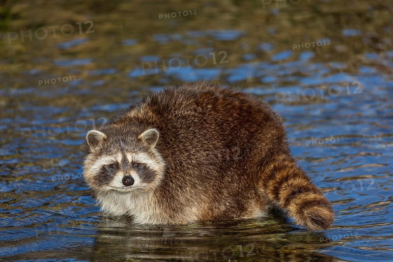 One Raccoon, Procyon lotor, looking for food between the pebbles in shallow water