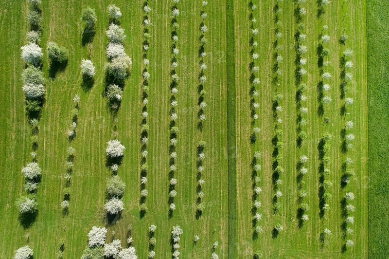 Bird's eye view of blossoming fruit tree plantation, Canton Thurgau, Switzerland, Europe