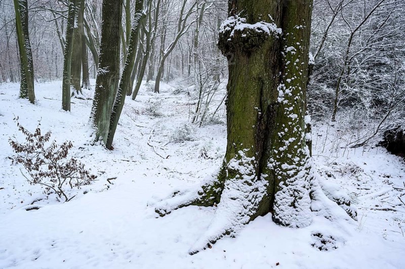 Beech forest in winter, with freshly fallen snow, Bottrop, Ruhr area, North Rhine-Westphalia, Germany, Europe