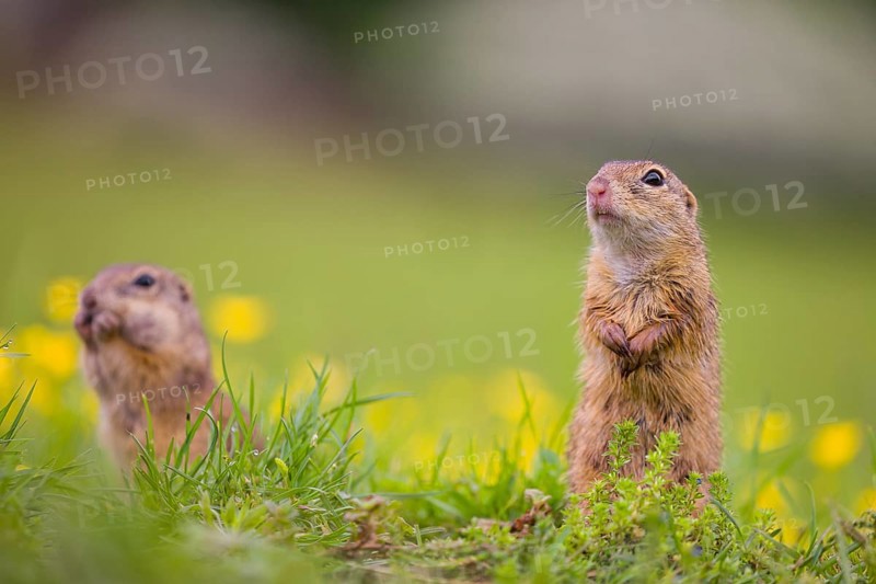 Two adult European ground squirrel (Spermophilus citellus) or European souslik stand tall in green gras next to a flowering Ranunculus