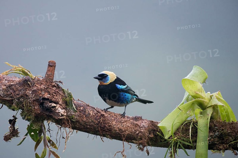 Purple-masked Tanager (Tangara larvata), Costa Rica, Central America