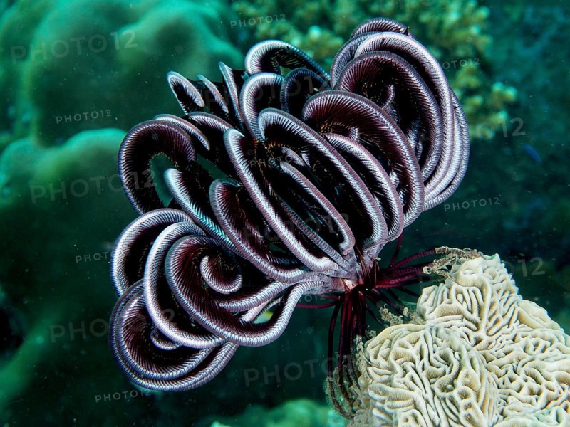 Metallic shining Bennett's hairstar (Anneissia bennetti) in the sea, surrounded by green flora, dive site Prapat, Penyapangan, Bali, Indonesia, Asia