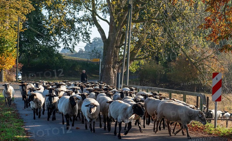 A herd of black-headed sheep (Ovis gmelini aries) on a road, Mecklenburg-Western Pomerania, Germany, Europe