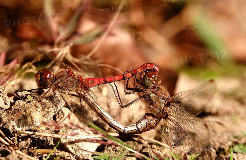 Dragonfly wheel, dragonflies in October, Saxony, Germany, Europe