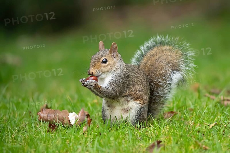 Grey squirrel (Sciurus carolinensis) adult animal feeding on a Horse chestnut tree nut or conker in the autumn, England, United Kingdom, Europe