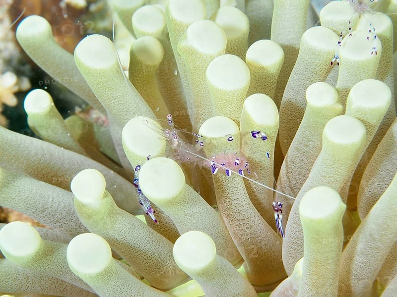 Luminous shrimp, Saravati anemone partner shrimp (Ancylomenes sarasvati), between green tentacles of a sea anemone, dive site Close Encounters, Permuteran, Bali, Indonesia, Asia