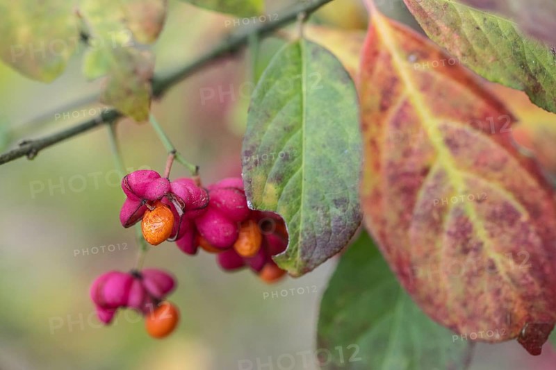 Peacock, spindle bush (Euonymus europaeus), fruit stand, Emsland, Lower Saxony, Germany, Europe
