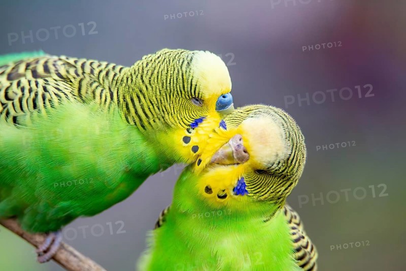 Close-up of two budgies that obviously like each other