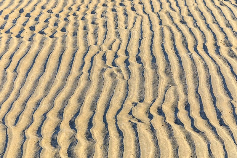Pattern in the sand, formed by wind and water, in between a single razor clam, North Beach of Norderney, Lower Saxony, Germany, Europe