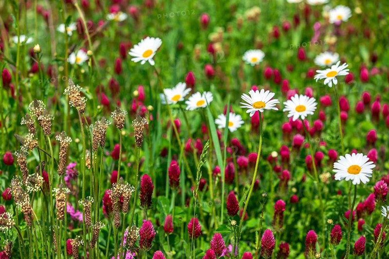 Flowering meadow with daisies (Leucanthemum) and incarnate clover (Trifolium incarnatum) in bloom, Saxony, Germany, Europe