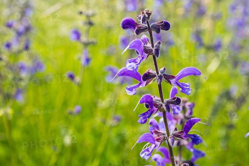 Meadow sage (Salvia pratensis) in bloom