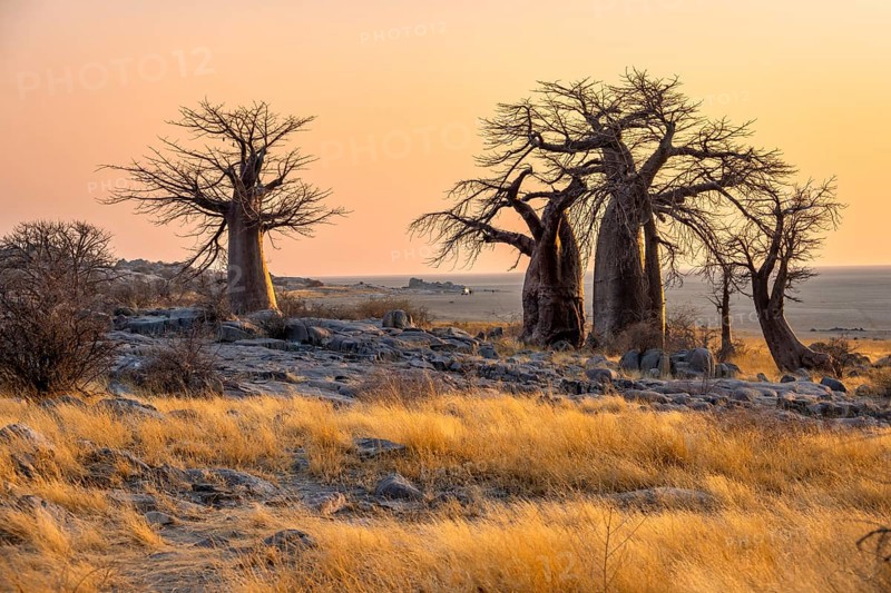 African baobab or baobab tree (Adansonia digitata), several trees at sunrise, Kubu Island (Lekubu), Sowa Pan, Makgadikgadi salt pans, Botswana, Africa
