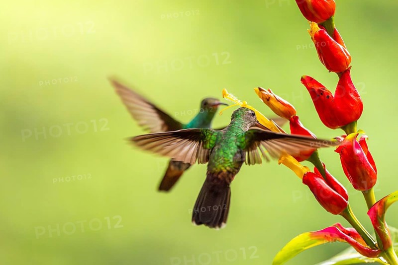 Green-fronted Brilliant Hummingbird (Heliodoxa jacula), Hummingbird (Trochilidae), Swiftbirds (Apodiformes), Laguna del Lagarto Lodge, Alajuela, Costa Rica, Central America