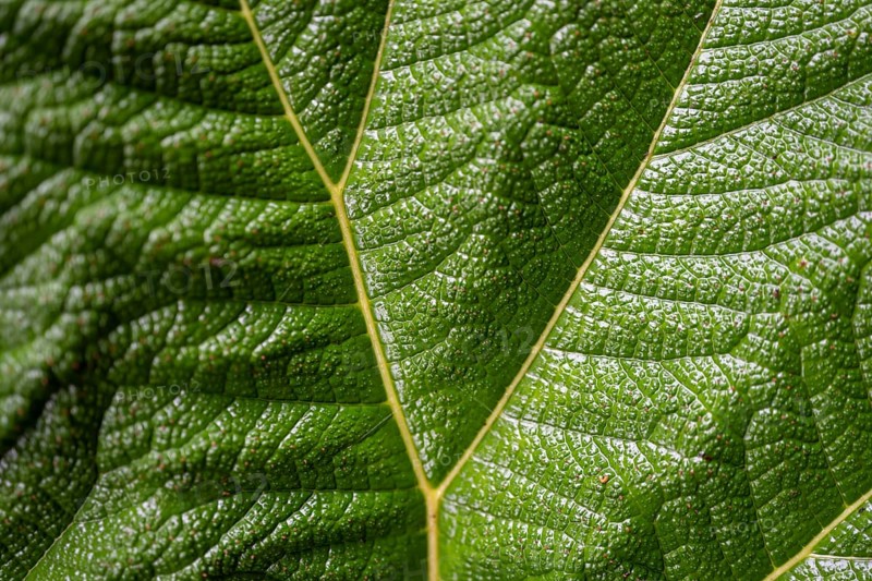 Mammoth leaf (poorman's umbrella), leaf structure, detail of a leaf, Poás National Park, central highlands, Alajuela province, Costa Rica, Central America