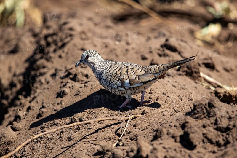 Scaled pigeon (Columbina squammata) pantanal Brazil