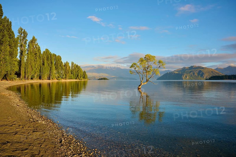 A tree juts out of the lake on a sunny morning, surrounded by tall trees, summer, Lake Wanaka, Wanaka, Otago, South Island, New Zealand, Oceania