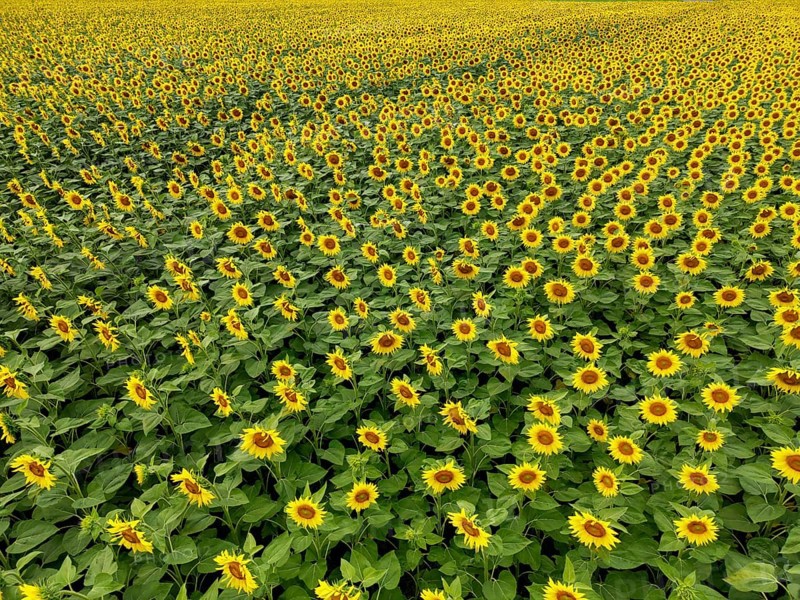 Sunflower field near Holzhausen, town of Rheinau, aerial view, Ortenau district, Baden-Württemberg, Germany, Europe