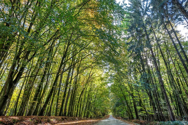 Autumnal beech forest (Fagus) on a village street Rehna, Mecklenburg-Vorpommern, Germany, Europe