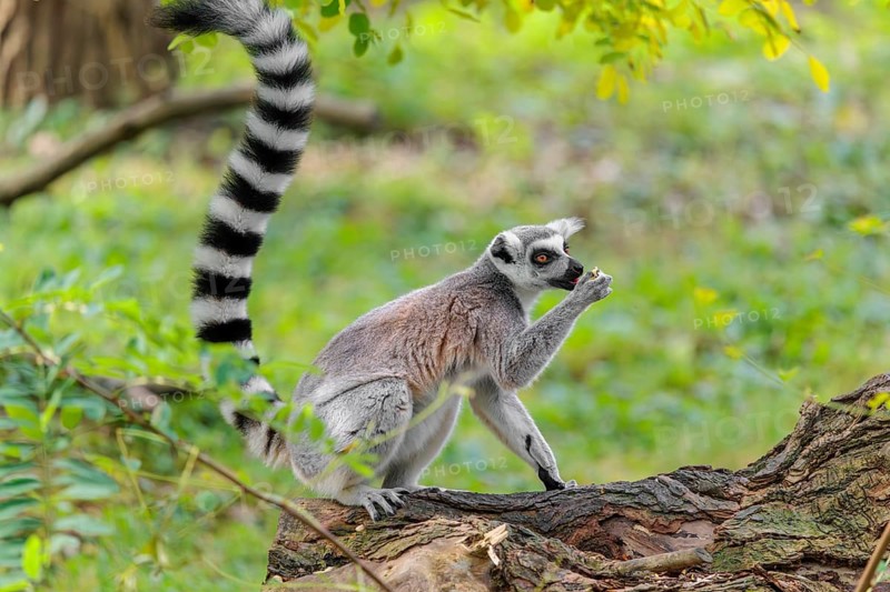 A ring-tailed lemur (Lemur catta) sits on a rotten tree lying on the ground and eats a fruit