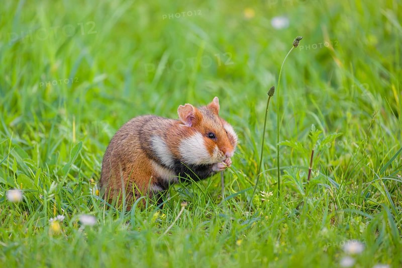 A European hamster (Cricetus cricetus), Eurasian hamster, black-bellied hamster or common hamster, forages for food on fresh green grass