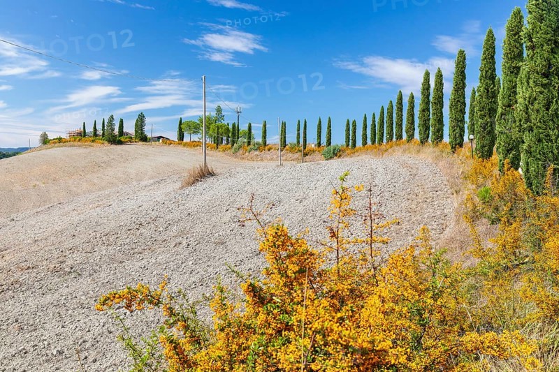 Hill with avenue of columnar cypresses (Cupressus sempervirens) near Siena, Tuscany, Italy, Europe
